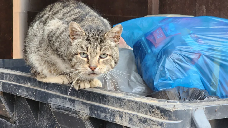 Фото: МедиаБанк Подмосковья/Иван Дубров