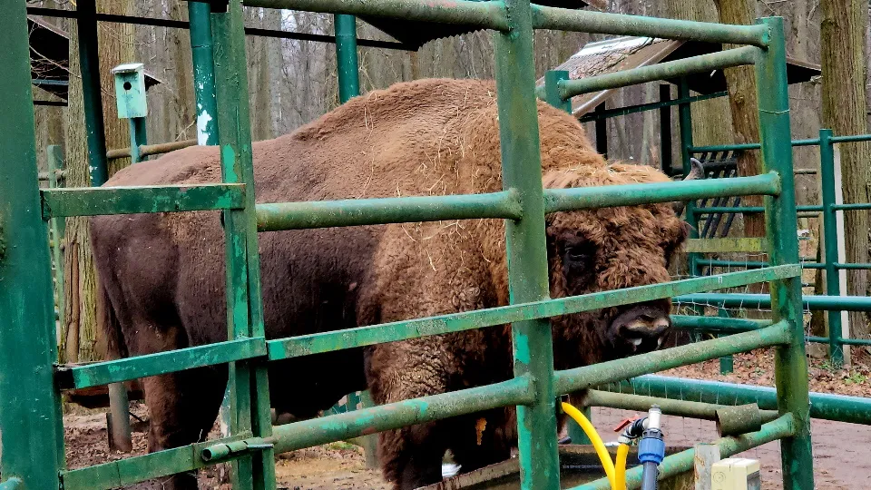 Фото: МедиаБанк Подмосковья/Александр Степушкин