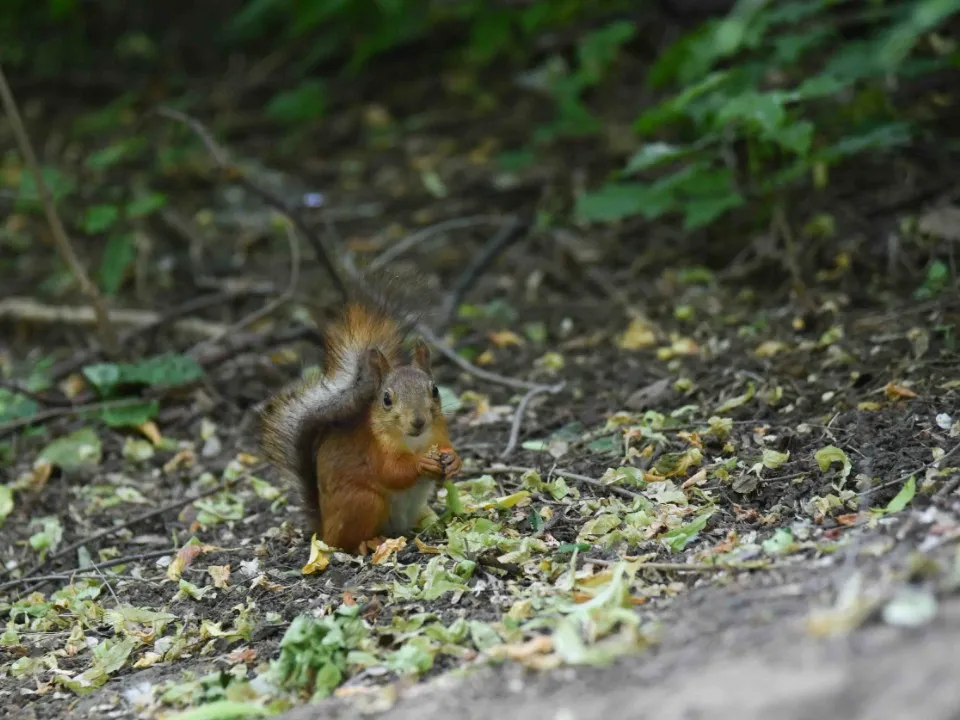 Фото: МедиаБанк Подмосковья/Дарья Соколова