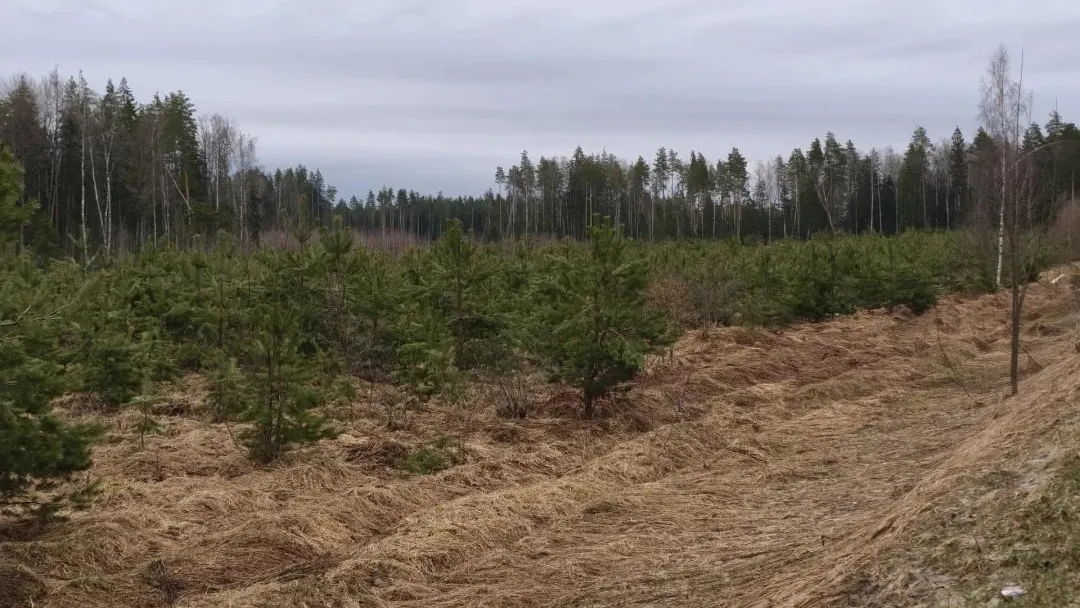 В Подмосковье сделали прогноз пожарной опасности в лесах