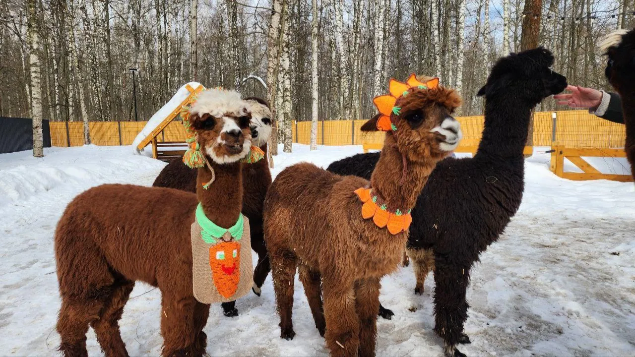 МедиаБанк Подмосковья/Эдуард Стратонов