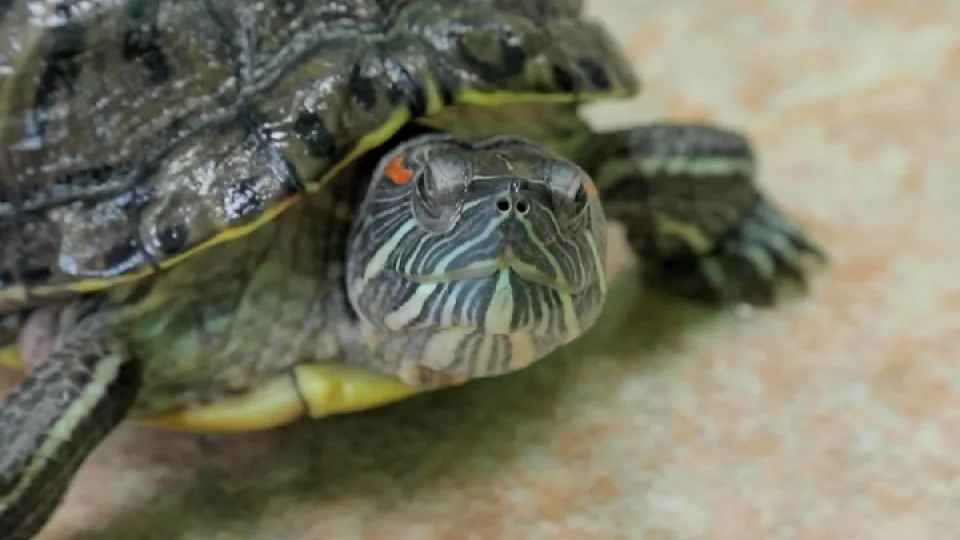 Фото: REGIONS/Наталья Надточая