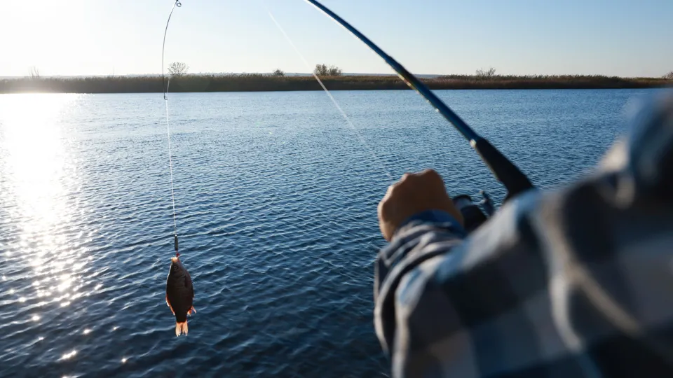Фото: istockphoto.com/Liudmila Chernetska