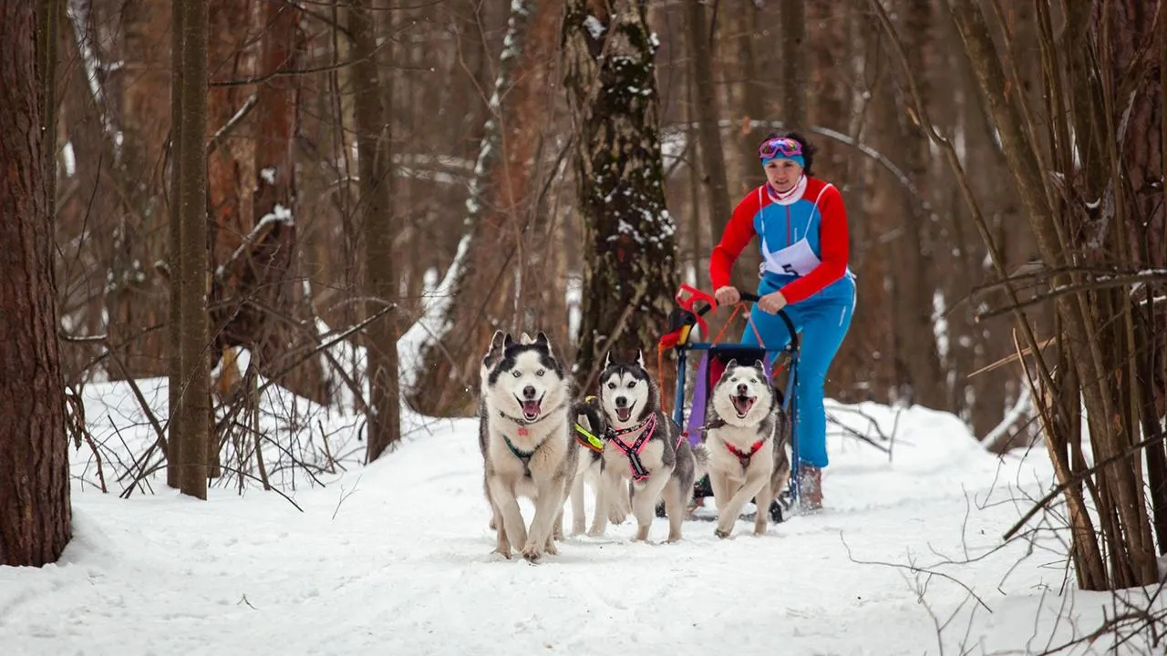 центр ездового спорта «Бореалис»