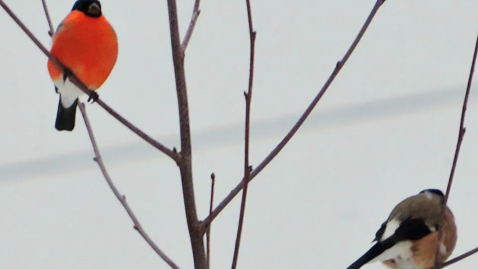 Фото: Андрей Снегерев