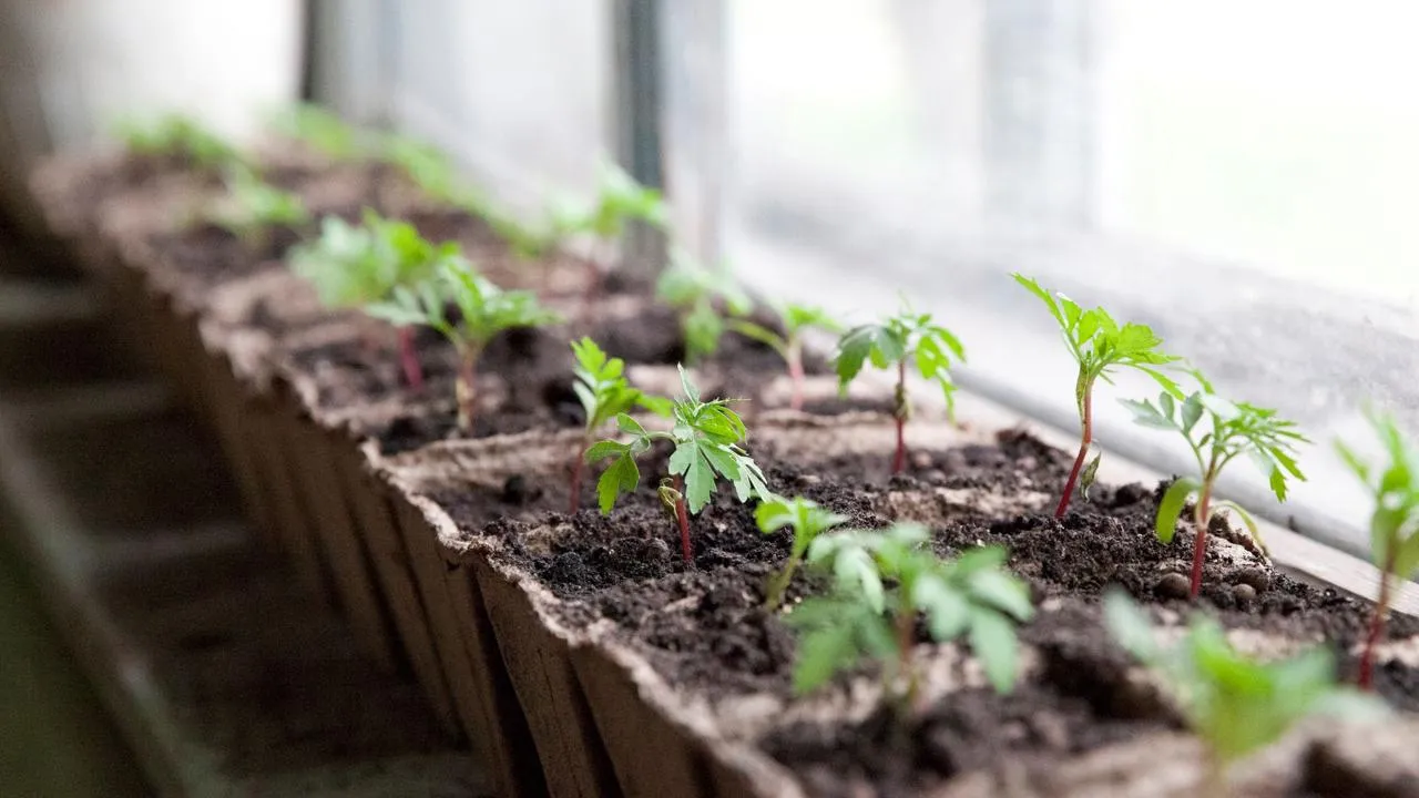 медиасток.рф