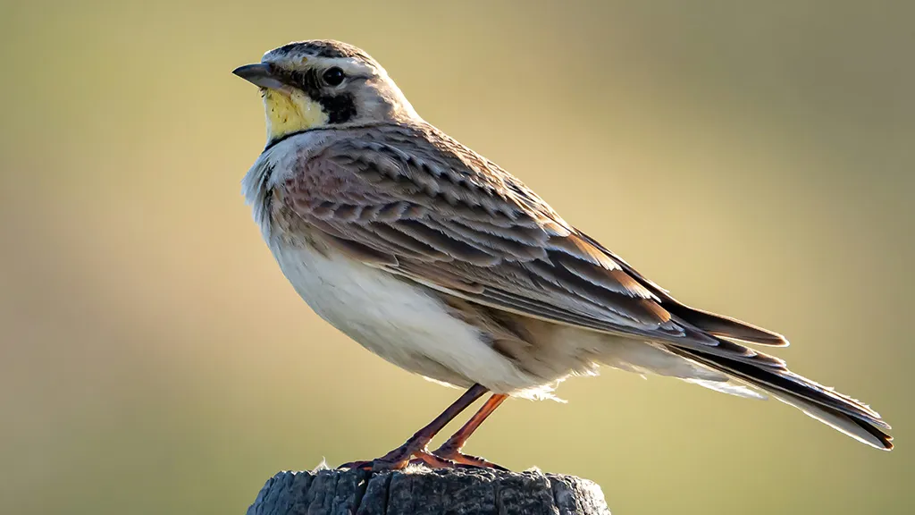 Фото: unsplash.com