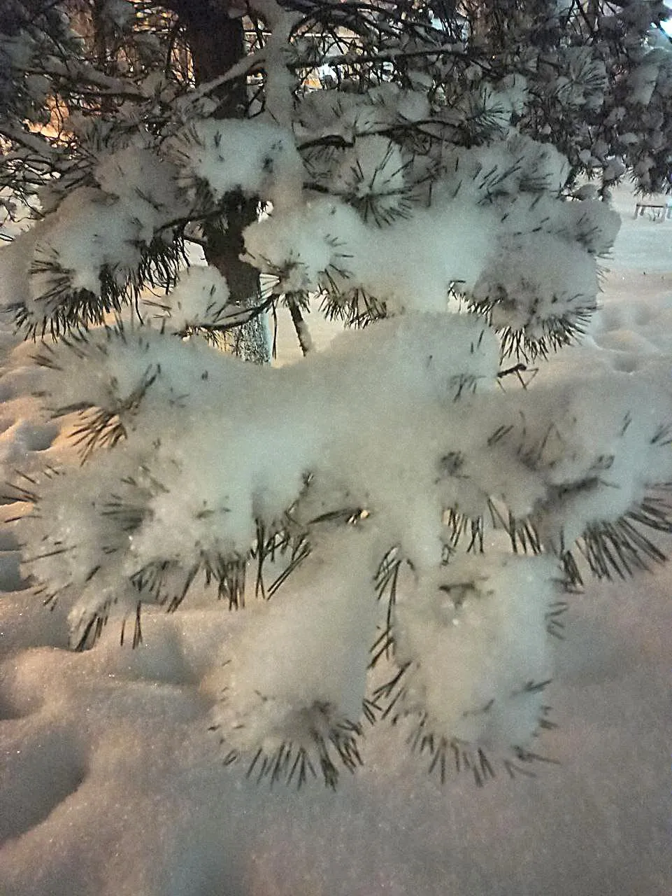 Фото Ольга Пятикрестовская.