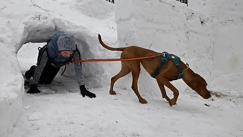 Наше собачье дело: как любительские соревнования Russian extreme dog trail помогают хозяевам и их питомцам стать командой
