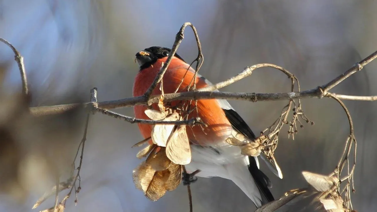 личный архив Константина Кошелева