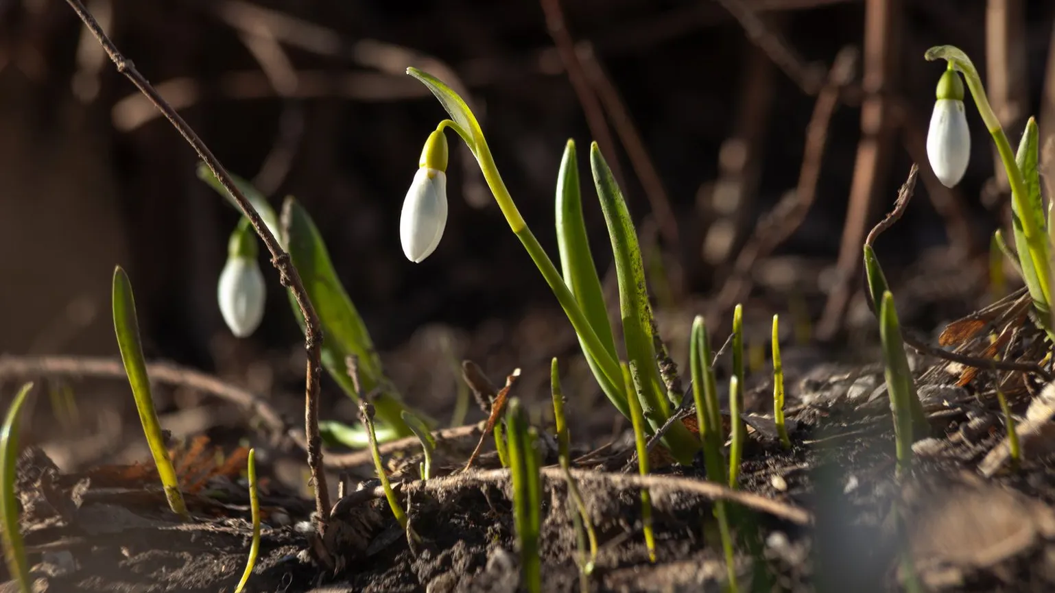 медиасток.рф