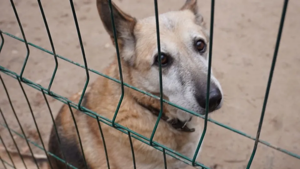 Фото: МедиаБанк Подмосковья/Алена Притула