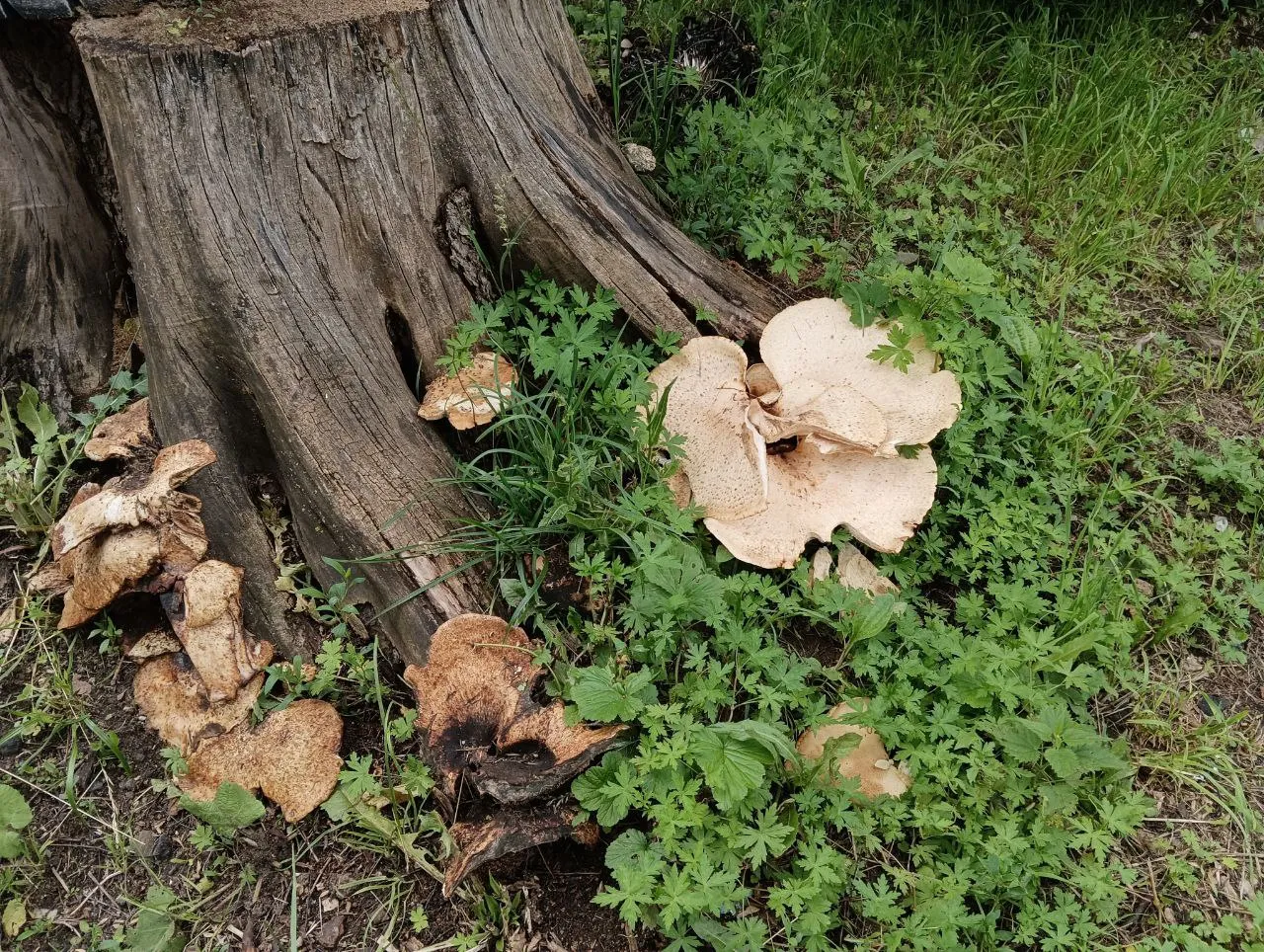Странный гриб оказался условно съедобным. Фото: Ирина Горбачева