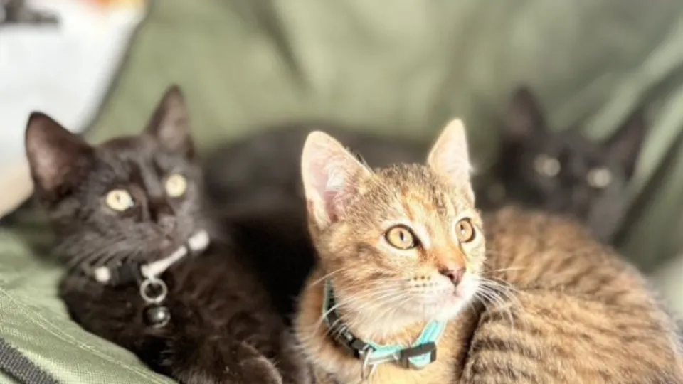 Фото: городская доска объявлений