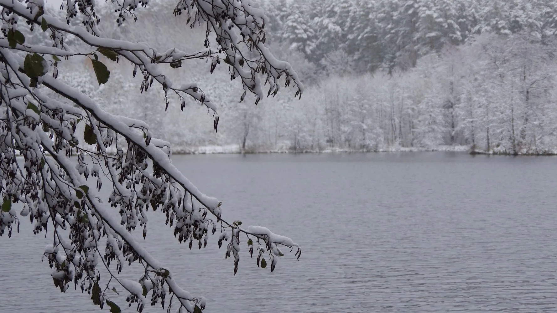 Фото: t.me/serpuhov_live