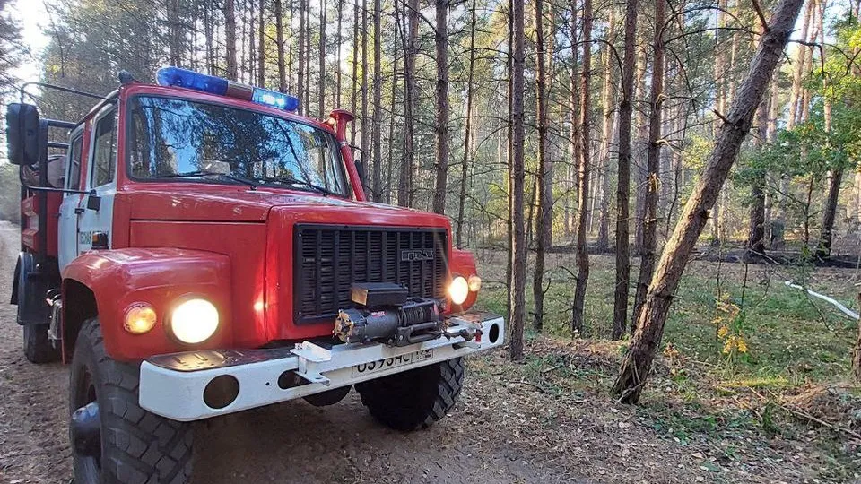 Фото: Комитет лесного хозяйства МО