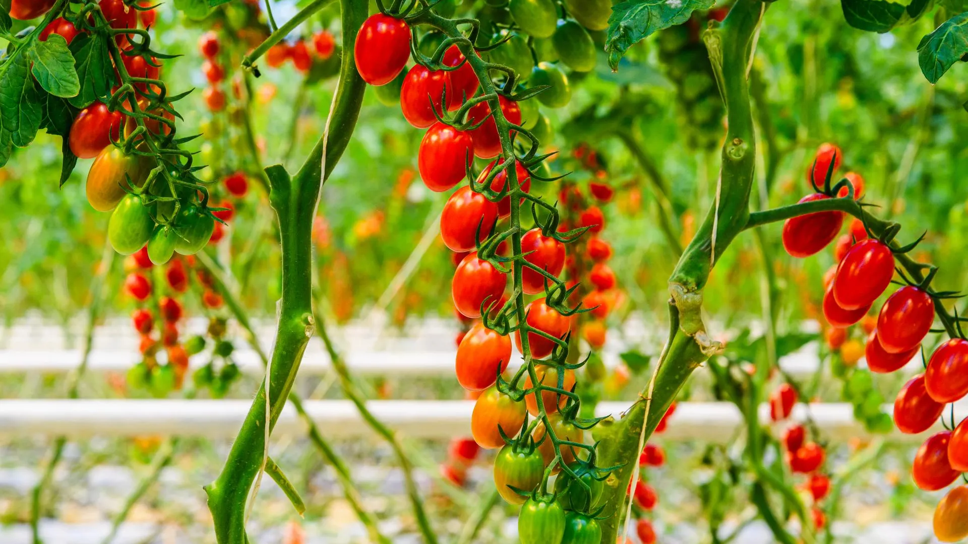 медиасток.рф