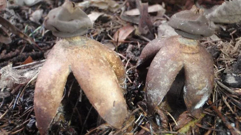 Фото: Ю. Мухина / Министерство экологии и природопользования Московской области