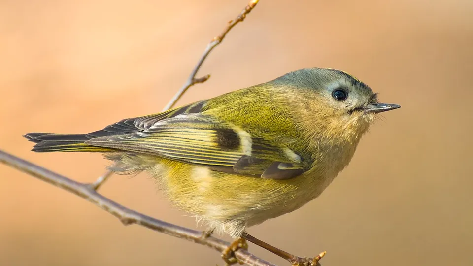 Фото: commons.wikimedia/Eugene Stolyarov