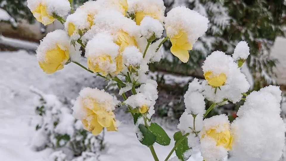 Фото: Галина Хайманова