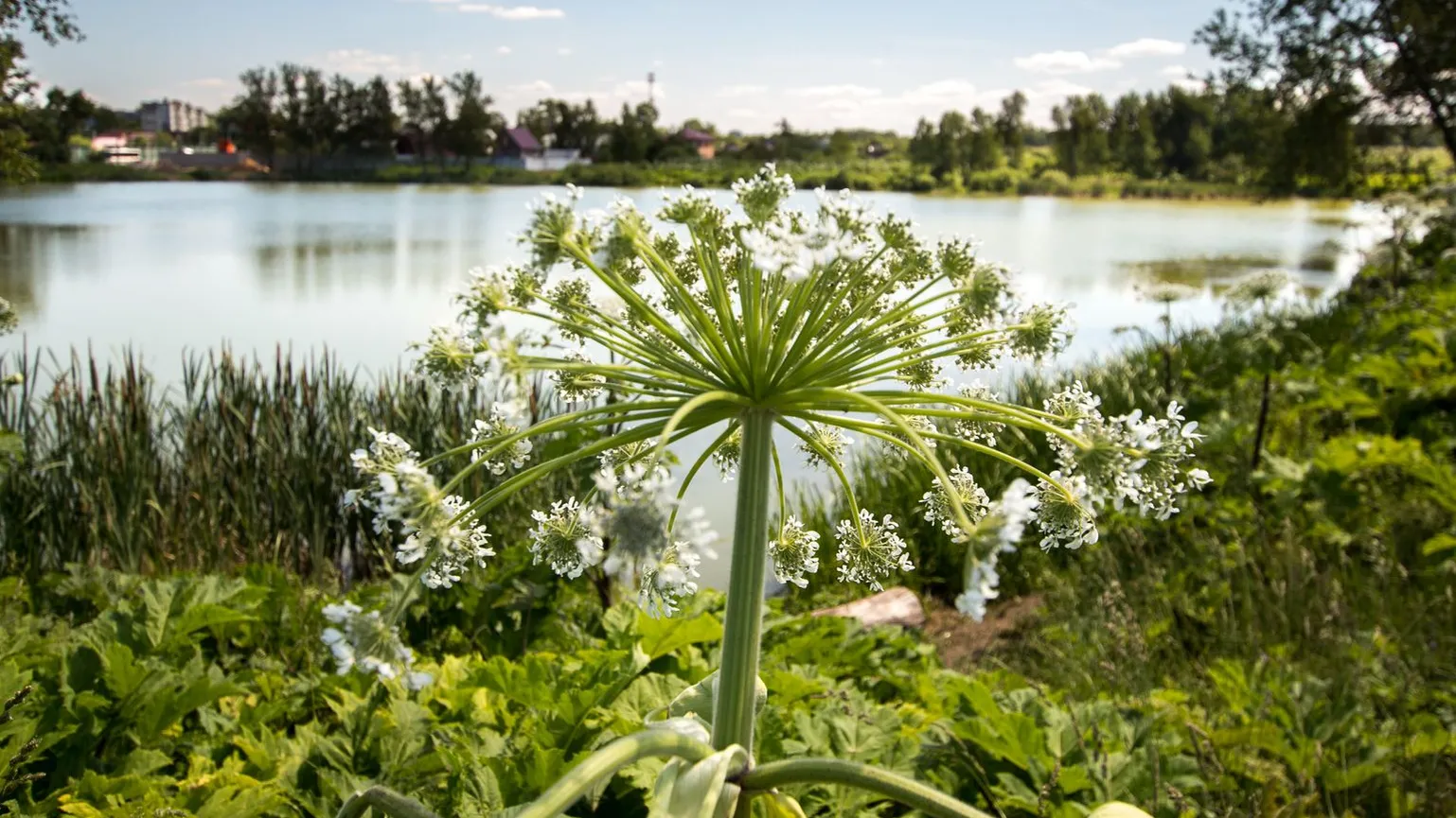 медиасток.рф