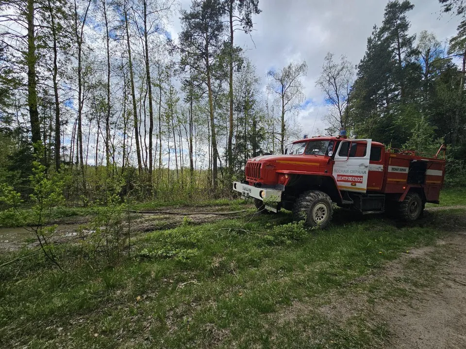 Фото: Комитет лесного хозяйства МО
