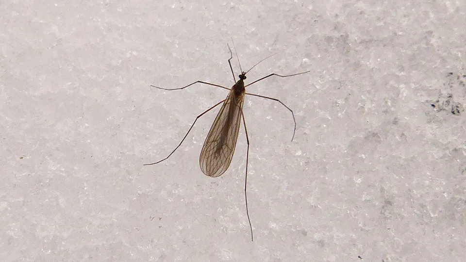 Фото: pxhere.com