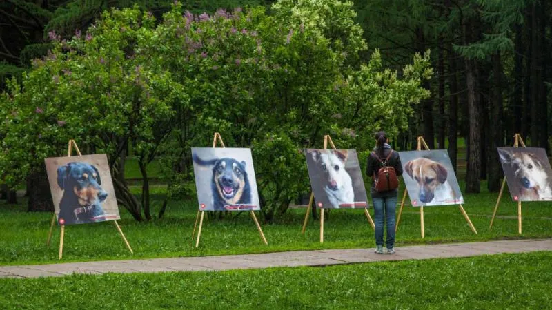 Обзавестись четвероногим другом из приюта можно в Химках 15 августа