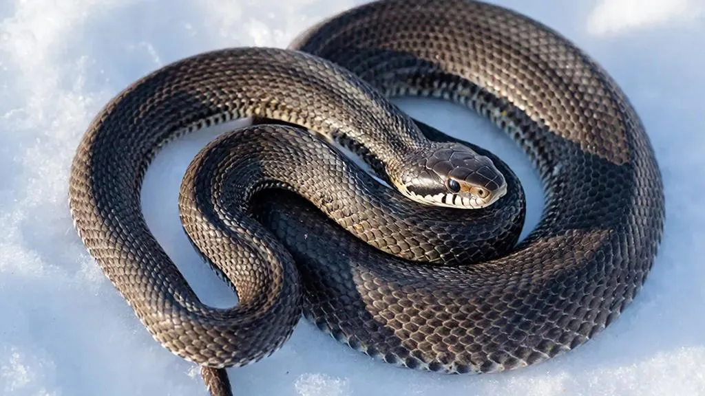 REGIONS/Сгенерировано нейросетью