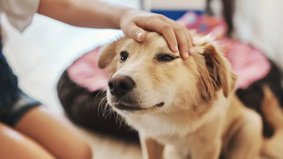 Фото: istockphoto.com/eopleImages