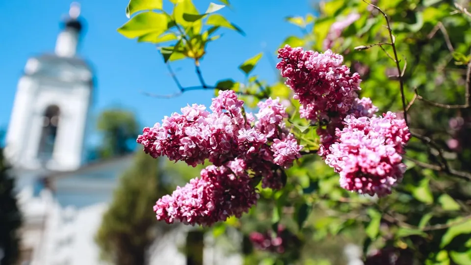 Фото: пресс-служба Администрации г.о. Химки