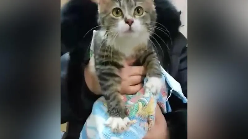 Котенка из ледяной реки спасли в Мытищах 