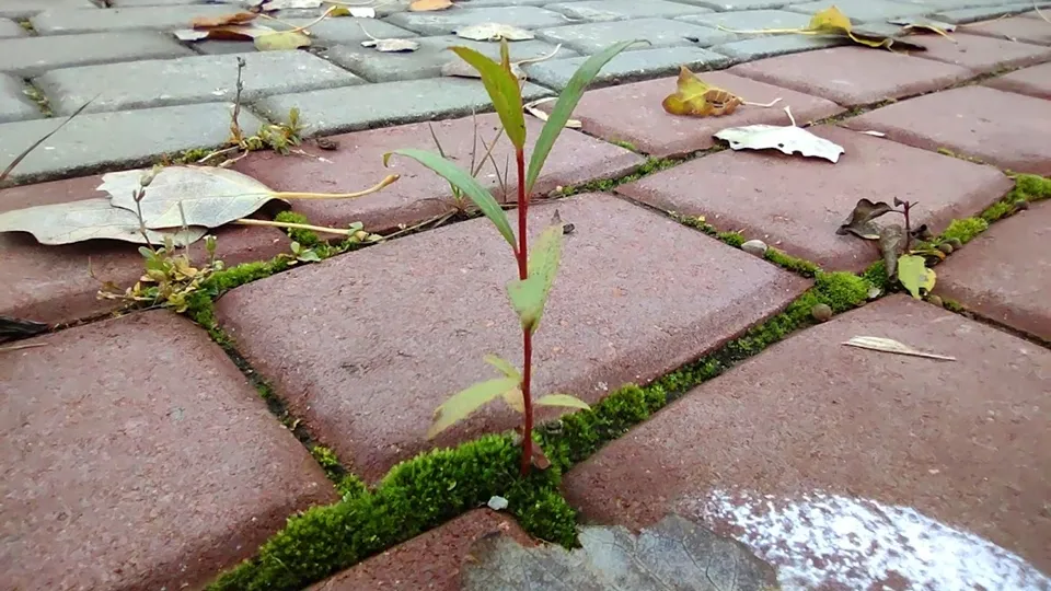 Фото: REGIONS/Алексей Селиверстов