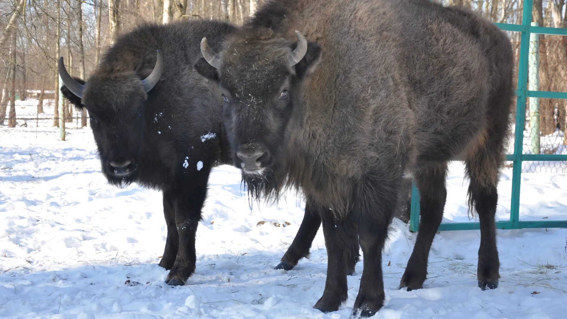 Чесалки и купалки: зубры открыли зимние бьюти-процедуры в Приокско-Террасном заповеднике