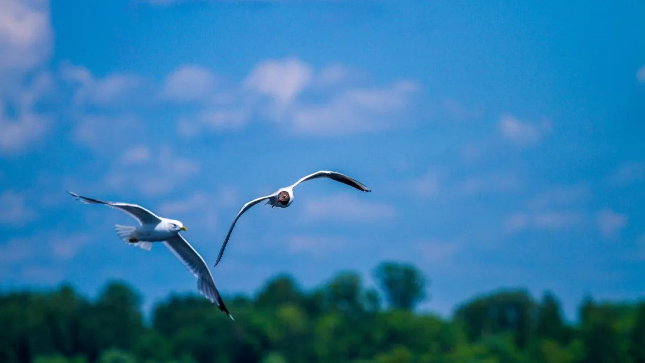 REGIONS/Владимир Ерастов
