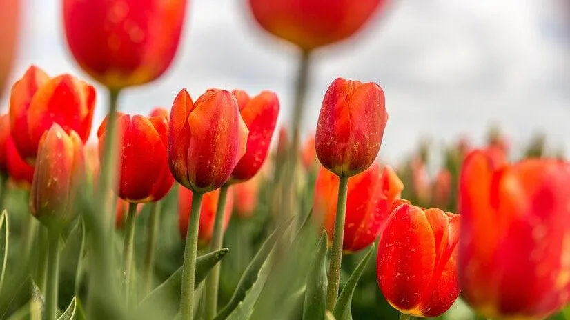 Фото: ru.freepik.com