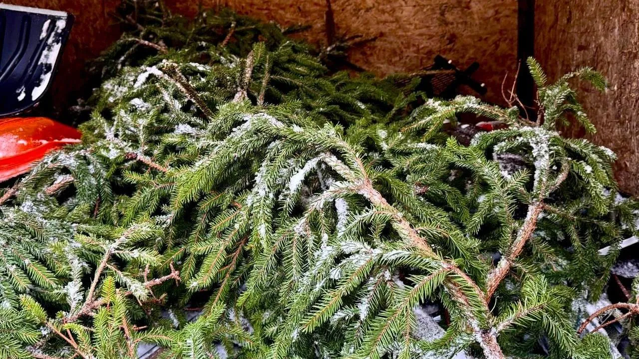 Акция «Сдай елку на переработку» завершилась в Московской области