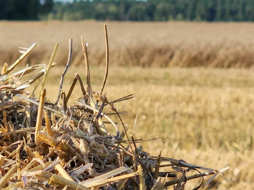 Фото: REGIONS/Наталия Надточая