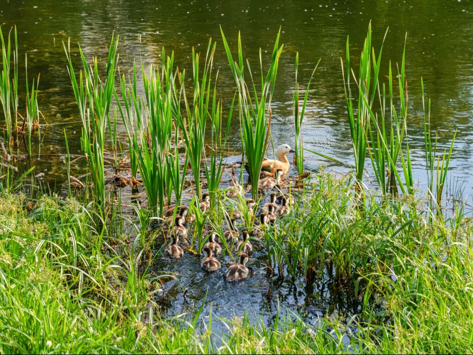 Фото: медиасток.рф