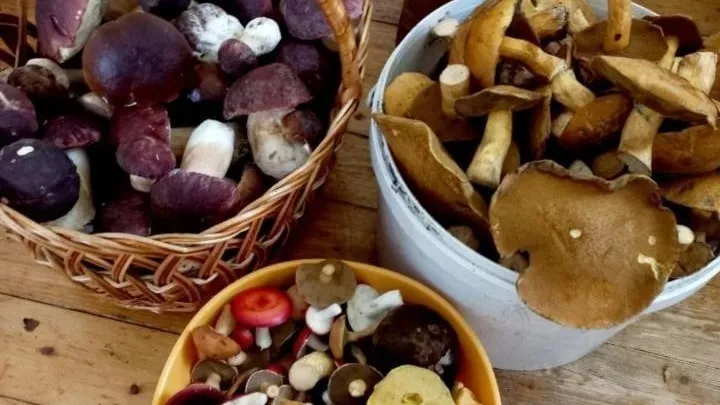 Фото: Дмитрий Мелехин