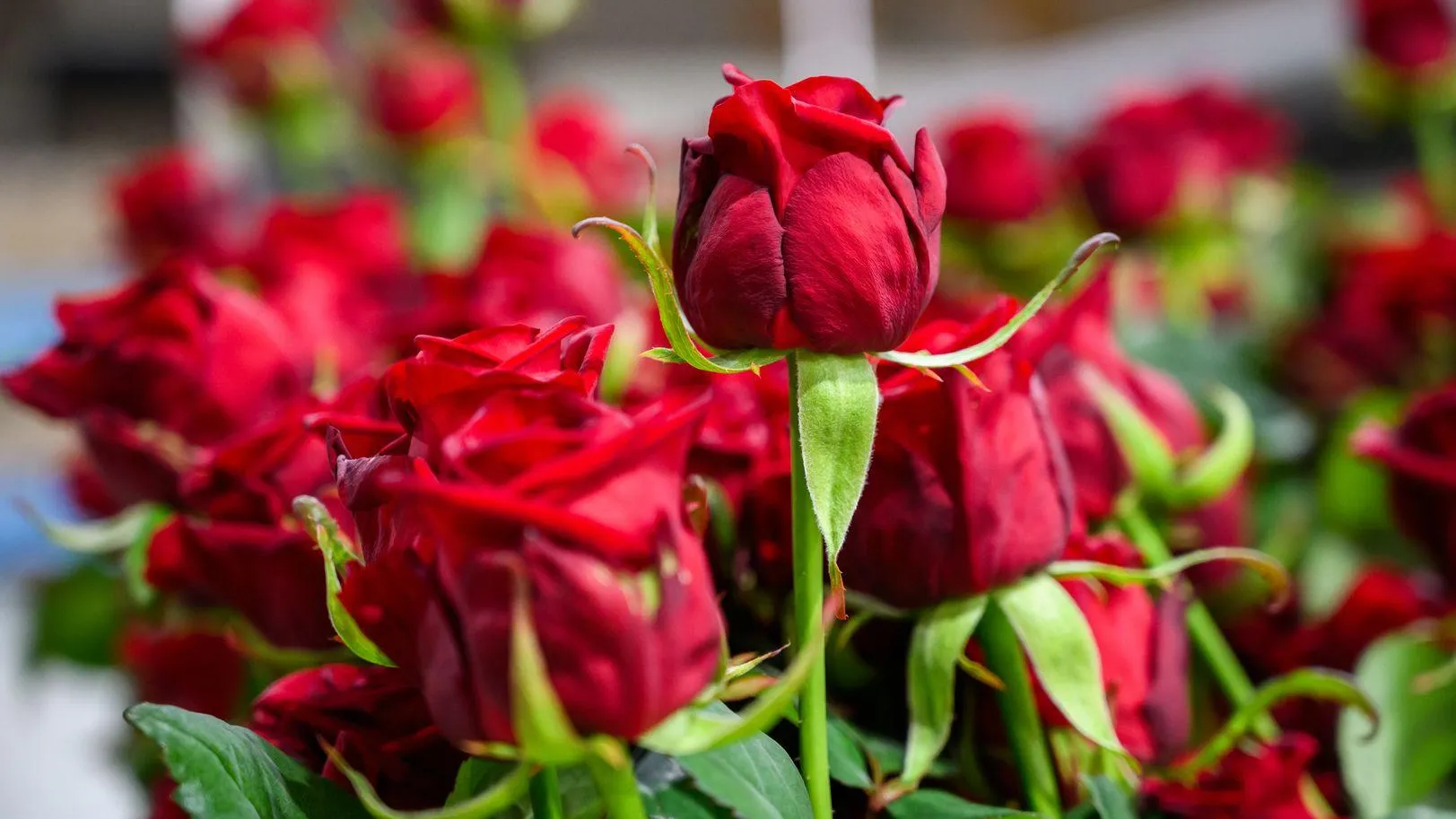 медиасток.рф