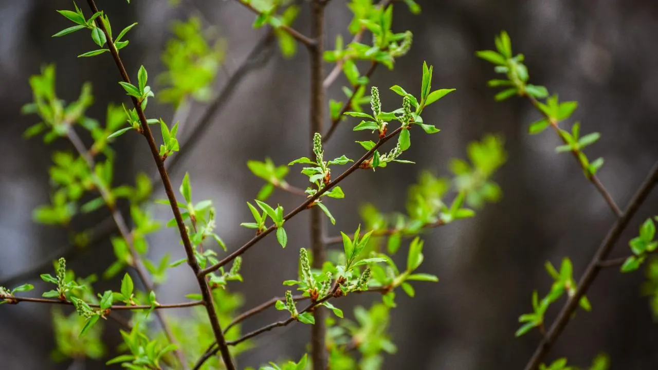 медиасток.рф
