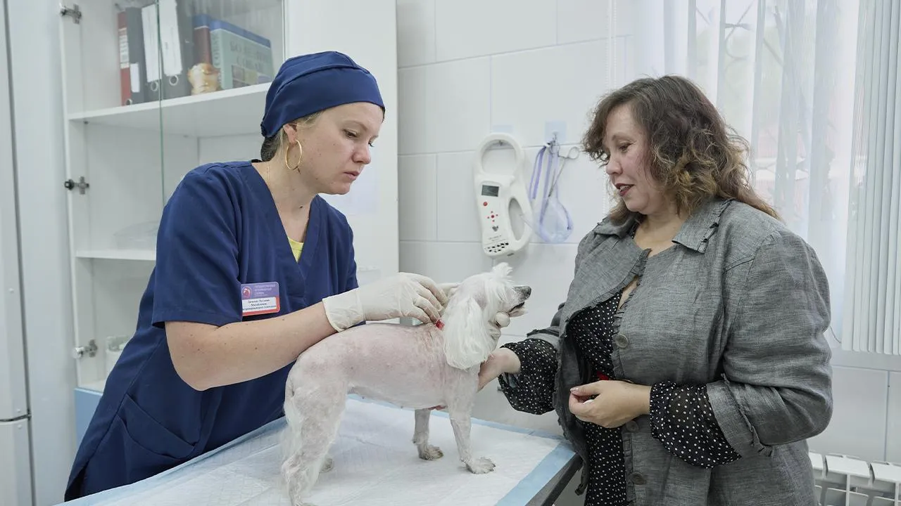 «В случае потери будет проще отыскать»: собаке корреспондента «Подмосковье сегодня» вживили чип
