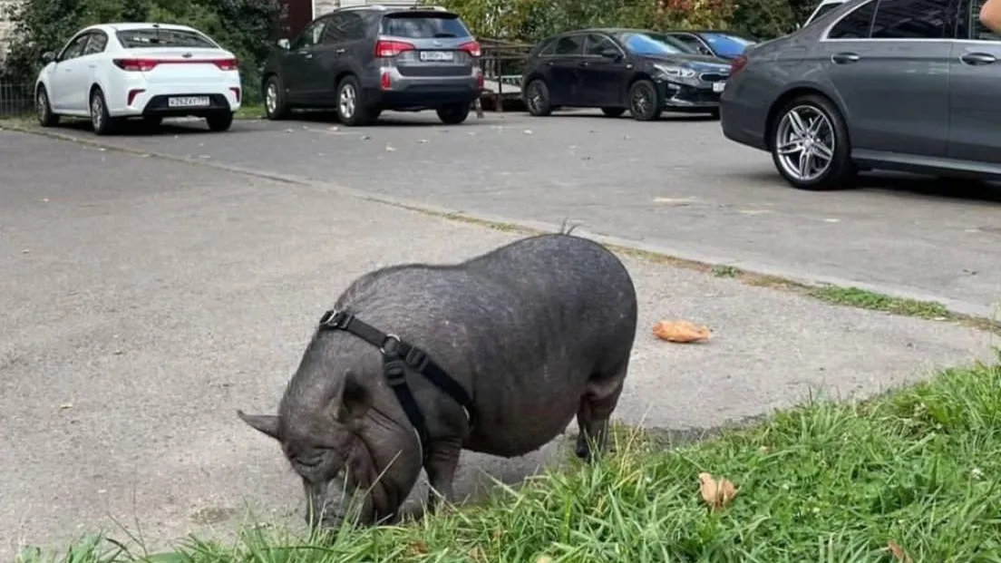 Фото:  Телеграм-канал «Видный город»/https://t.me/vidno_mos/3053
