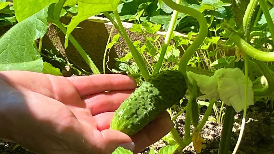 Фото: МедиаБанк Подмосковья/Анна Тюрюмина