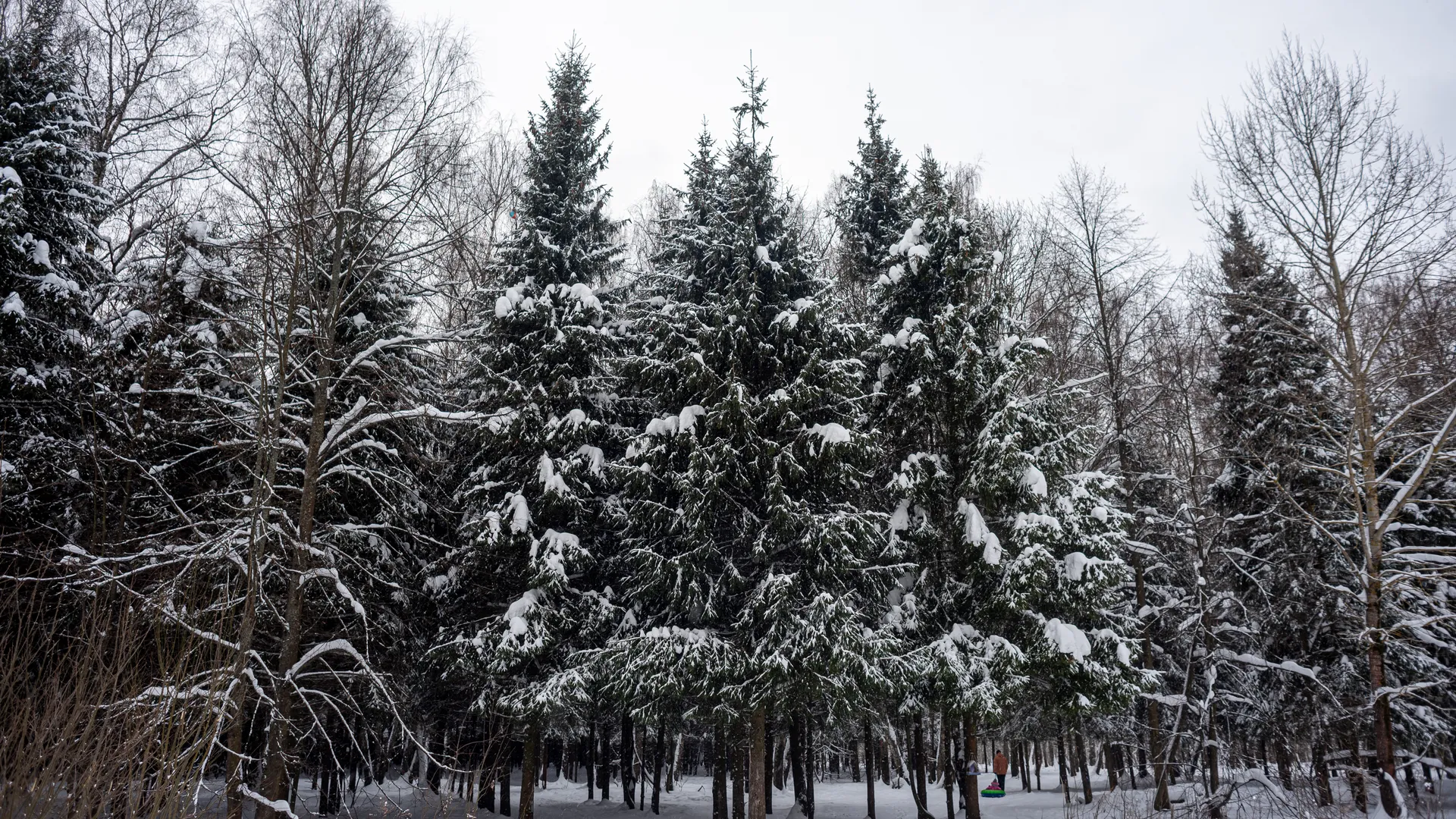 Зимние виды парка Городской Лес в Домодедово