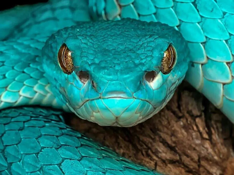 Некрозы, ампутация, смерть: что грозит москвичу, которого укусила гремучая змея