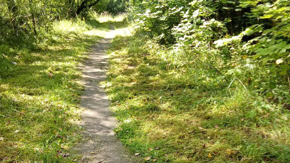 Фото: пресс-служба администрации г.о. Пушкинский