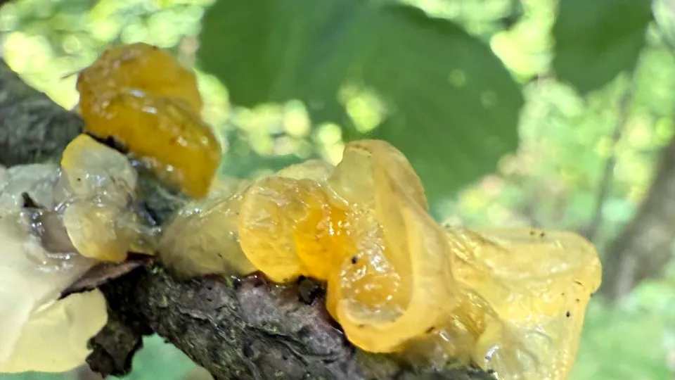 Фото: пресс-служба национального парка «Лосиный остров»