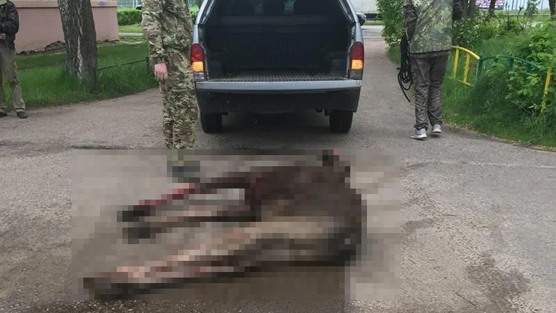 Лось брал штурмом заборы в Дубне, чтобы попасть в лес
